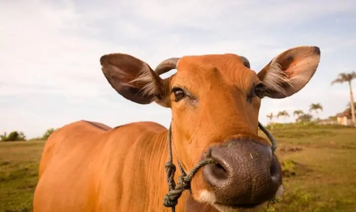 Boi gordo hoje: confira as cotações para esta quinta-feira (5)